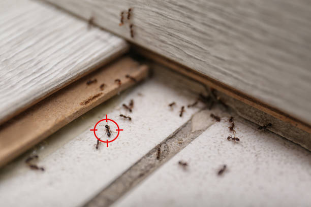 Best Emergency Pest Control  in Duncan, OK