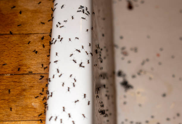 Best Mosquito Control Services  in Duncan, OK